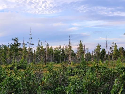 Forest Landscape — Photograph